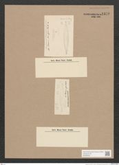 Navicula sp. (de-Toni-Nr.: Genus 1) Zeichnungen Sammlung Grunow Nr. 1379 (NHMW-BOT-W0368336)